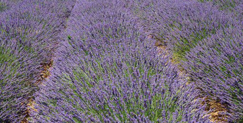 Aix en Provence Aix les Mille: privāto reaktīvo noma