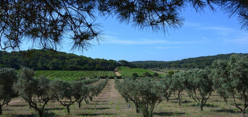 porquerolles oliviers