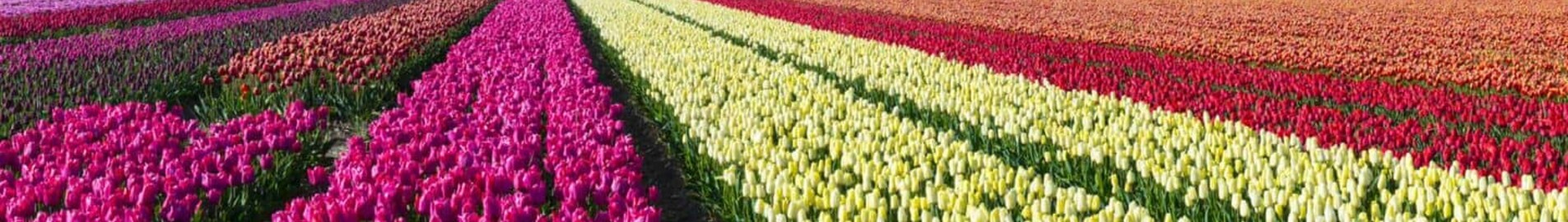 Hoogeveen: privātā reaktīvā lidmašīna atrašanās vieta