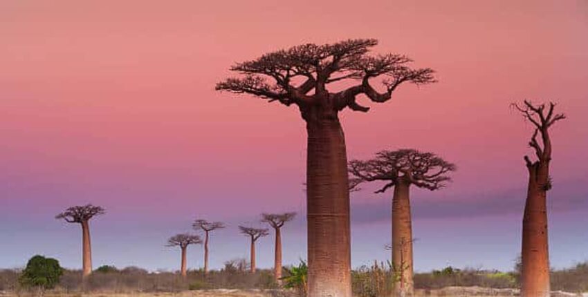 Madagaskara : Privātā reaktīvā lidmašīna noma