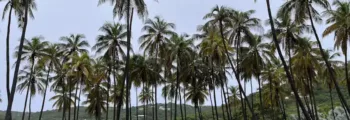 location jet privé : gratte-ciel modernes entouré de verdure