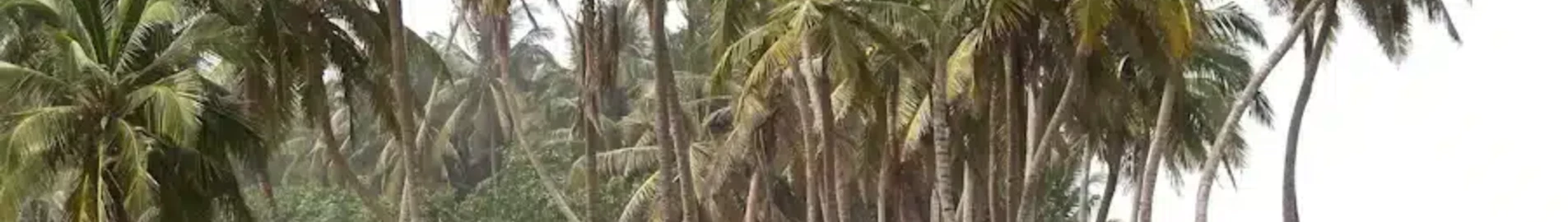 Sunyani : privātā reaktīvā lidmašīna noma